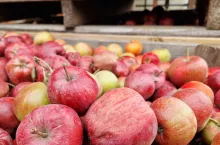 jabłka przemysłowe