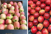 ceny skupu jabłek przez markaty