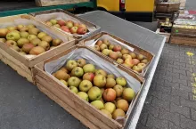 bronisze ceny jabłek