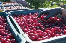 mrożone owoce ceny w 2023