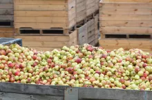 ceny jabłek przemysłowych na skupach