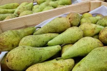 aktualne ceny gruszek