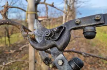 przegląd cen sekatorow