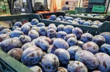 hurtowe ceny śliwek