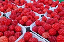 wsparcie dla plantatorów malin