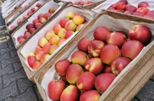 bronisze ceny jabłek