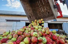 aktualne ceny jabłek w skupie
