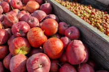 jabłka przemysłowe