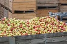 jabłka przemysłowe