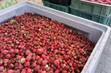 truskawki na tłoczenie