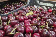 czereśnie import