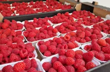 pierwsze maliny