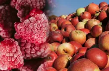 grafika