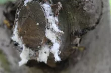 636741