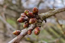 przymrozki czereśnie 2023