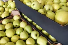 Golden Delicious