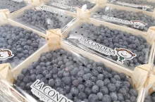 borówki import