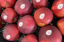 red jonaprince