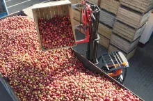 jabłka przemysłowe