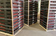 eksport jabłek