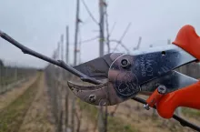 cięcie sadu