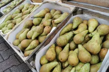 Konferencja Bronisze