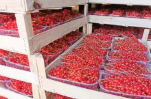 czerwone porzeczki