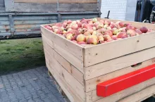 jabłka przemysłowe