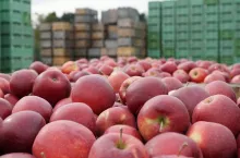 Red Jonaprince