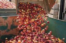 jabłka przemysłowe