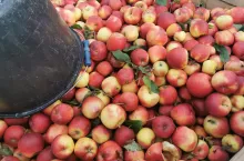 surowiec do przetwórstwa