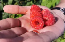 maliny