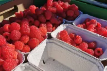 maliny jesienne