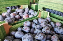 import śliwek