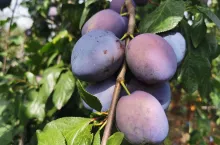 śliwka Bluefree
