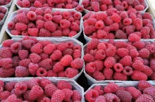 maliny deserowe