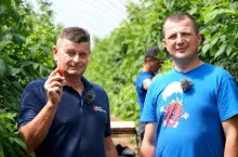 Doradca Jagodowy