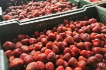 skup truskawek
