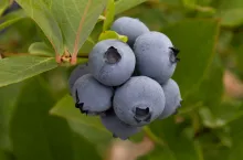 borówki