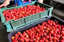 skup truskawek 2022