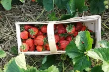 plantacja truskawek