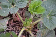 Fot. 5. Odmiana ‘Roxana’ w uprawie w otwartym gruncie (27.04.2022)