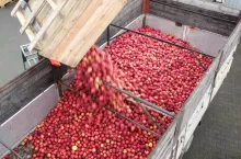 jabłka wycofane do przetworstwa