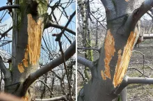 łosie