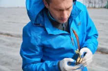 kondycja truskawek po zimie