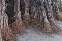 drzewka