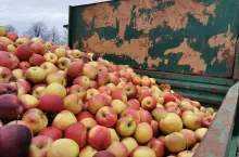 jabłka przemysłowe