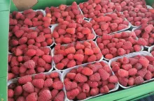 maliny