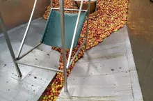 jabłka przemysłowe