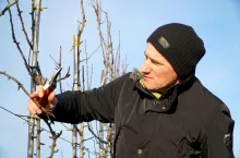 cięcie gruszy Konferencji